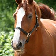 Hollandsk Varmblod Merisco *Solgt*