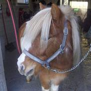 Shetlænder Kevin *solgt*