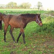 Dansk Varmblod Monsi Essenbæk