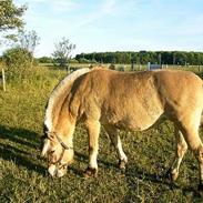 Fjordhest Luna