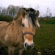 Fjordhest Luna