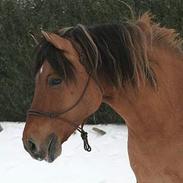 Anden særlig race Markus