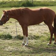 Dansk Varmblod Tigris Eg