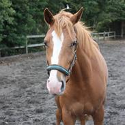 Dansk Varmblod Tigris Eg