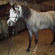 Sportsaraber (A) Sibo *Solgt*