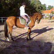 Anden særlig race Flying Mizty | Pansesse<3