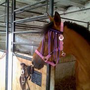 Anden særlig race Flying Mizty | Pansesse<3