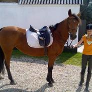 Anden særlig race Flying Mizty | Pansesse<3