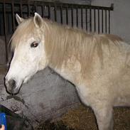 Anden særlig race Lady