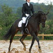 Dansk Varmblod Lightfoot Z 