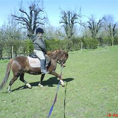 Anden særlig race enghøjs isabel* Solgt*