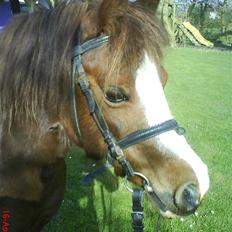 Anden særlig race enghøjs isabel* Solgt*