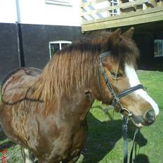 Anden særlig race enghøjs isabel* Solgt*