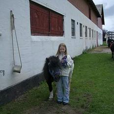 Shetlænder Blis *død*