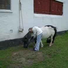 Shetlænder Blis *død*