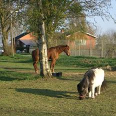 Shetlænder Blis *død*