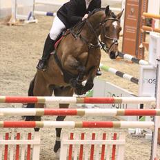 Dansk Varmblod Dioni