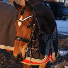 Anden særlig race Bram - SOLGT :´(