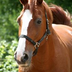 Hollandsk Varmblod Merisco *Solgt*