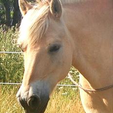 Fjordhest Coco