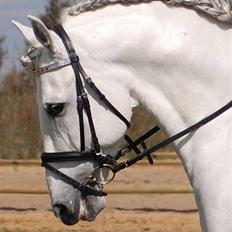 Pura Raza Española versalles 