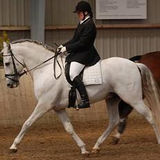 Pura Raza Española versalles 