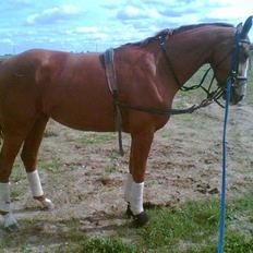 Hannoveraner Wenezia