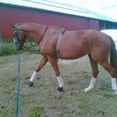 Hannoveraner Wenezia