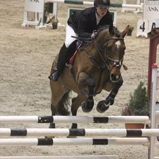 Dansk Varmblod Dioni