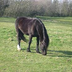 Welsh Cob (sec D) Dorthealyst Black Jack  +