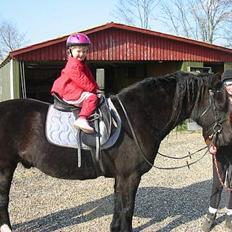 Welsh Cob (sec D) Dorthealyst Black Jack  +