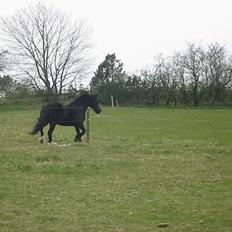 Welsh Cob (sec D) Dorthealyst Black Jack  +