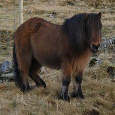 Færøsk hest Grani (udlånt)