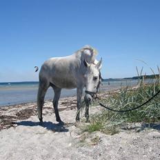 Sportsaraber (A) Mon Cherie <3 <3 SOLGT <3 <3