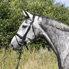 Dansk Varmblod Jonkers Coco Chanel SOLGT