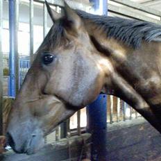 Dansk Varmblod Feldbaks Marster