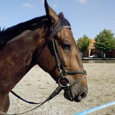 Dansk Varmblod Feldbaks Marster