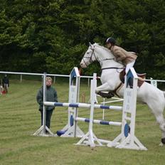 Knabstrupper Galvano B-Hest