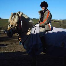 Fjordhest Prins ( kaldet Oliver )