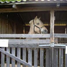 Fjordhest Prins ( kaldet Oliver )