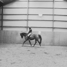 Dansk Varmblod Lykke's Don Zio * Solgt:(