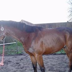 Dansk Varmblod Lykke's Don Zio * Solgt:(