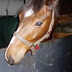 Dansk Varmblod Lykke's Don Zio * Solgt:(