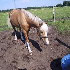 Palomino Nuggi Stauslykke Solgt 