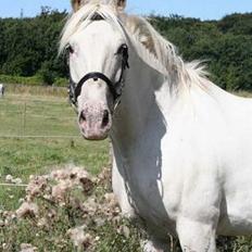 Appaloosa coco (SOLGT)