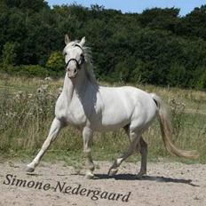 Appaloosa coco (SOLGT)