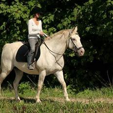 Appaloosa coco (SOLGT)