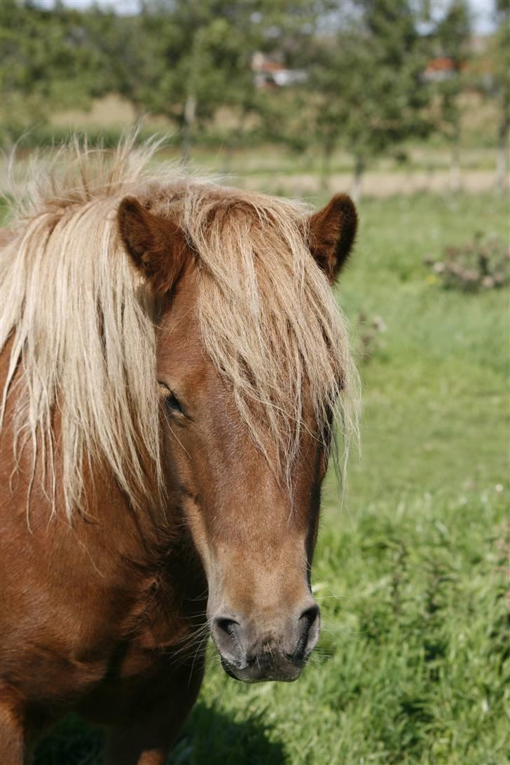 Shetlænder Pisling billede 1