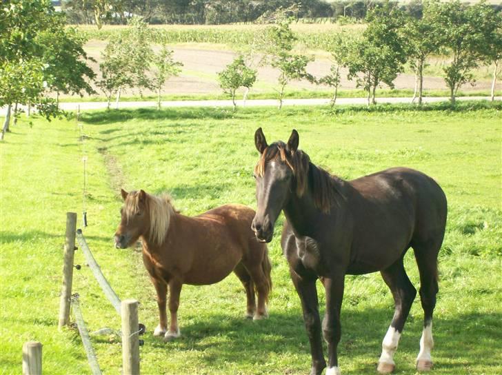 Shetlænder Pisling - Mig og min buddy, Sue billede 2