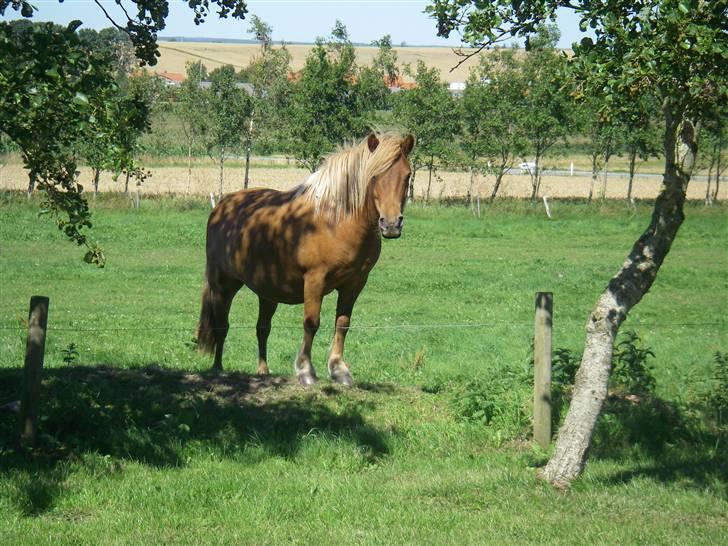 Shetlænder Pisling - Hallo, derude billede 3
